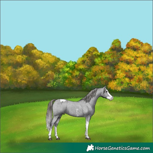 Horse Color:Smoky Black Sabino Splash Tobiano Appaloosa 