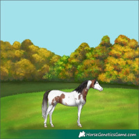 Horse Color:Bay Sabino Splash Tobiano Blanket 