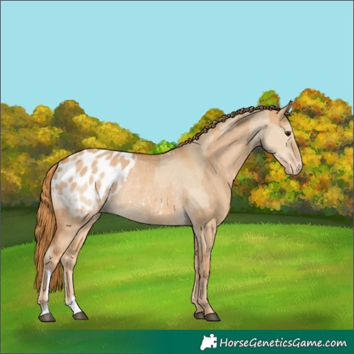 Horse Color:Red Dun Appaloosa  and Red Dun Appaloosa Rabicano 