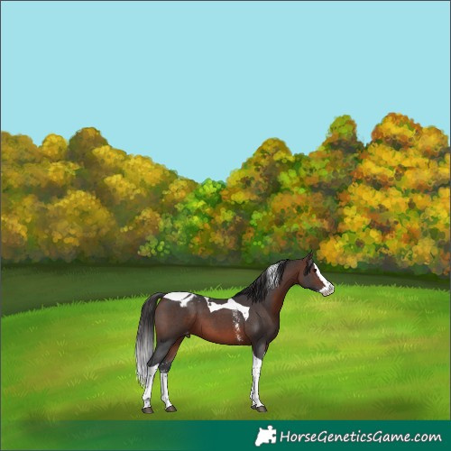 Horse Color:Brown Sabino Splash Tobiano Appaloosa 