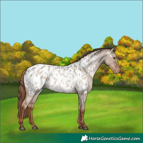 Horse Color:Red Dun Roan Appaloosa  and Red Dun Roan Appaloosa 