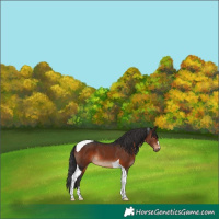 Horse Color:Brown Tobiano 