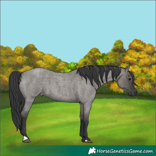 Horse Color:Grullo Roan 