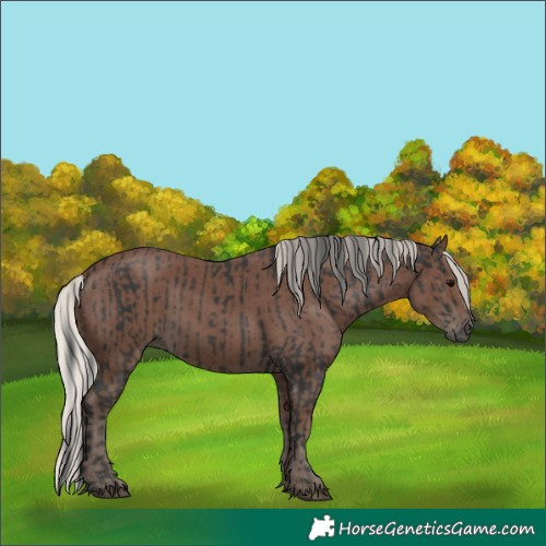 Horse Color:Black and Silver Black
