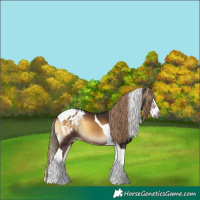 Horse Color:Gray Liver Red Onyx Sabino Splash Tobiano Appaloosa 