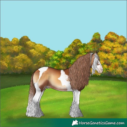 Horse Color:Gray Gold Champagne Onyx Sabino Splash Tobiano Appaloosa 