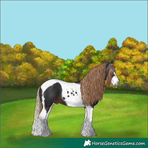 Horse Color:Gray Liver Chestnut Sabino Splash Tobiano Appaloosa 