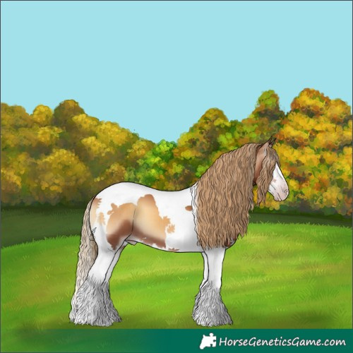 Horse Color:Gray Gold Champagne Onyx Sabino Splash Tobiano Appaloosa 