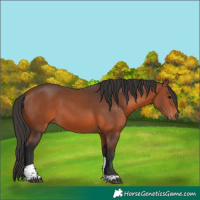 Horse Color:Bay Tobiano 