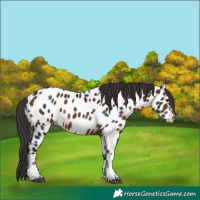 Horse Color:Brown Tobiano Near Leopard