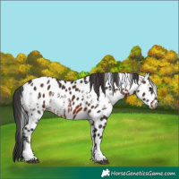 Horse Color:White Spotted Brown Tobiano Near Leopard Rabicano