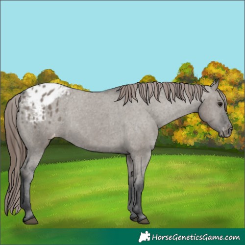 Horse Color:Grullo Blanket 