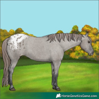 Horse Color:Grullo Appaloosa 