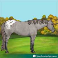 Horse Color:Grullo Appaloosa 