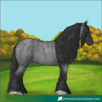 Horse Color:Blue Roan 
