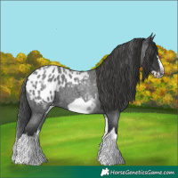 Horse Color:White Spotted Blue Roan Splash Frame Appaloosa 