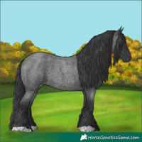 Horse Color:Blue Roan 