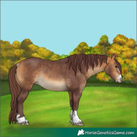 Horse Color:Chocolate Buckskin Rabicano 