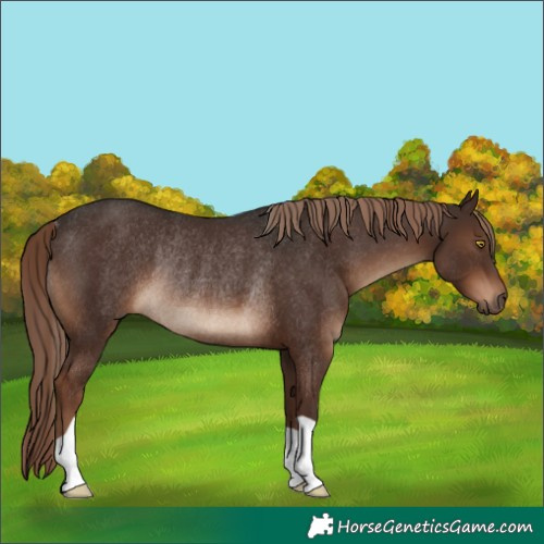 Horse Color:Liver Chestnut Rabicano 