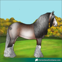 Horse Color:Gray Brown Splash Rabicano