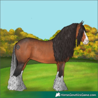Horse Color:Brown Splash Rabicano 
