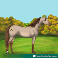 Horse Color:Red Dun 