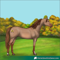 Horse Color:Red Dun