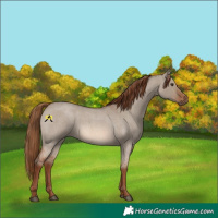 Horse Color:Red Dun Roan 