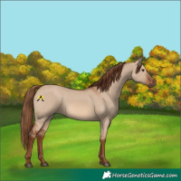 Horse Color:Red Dun 