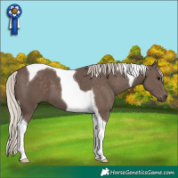 Horse Color:Silver Black Tobiano 