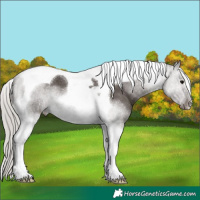 Horse Color:Silver Black Tobiano 