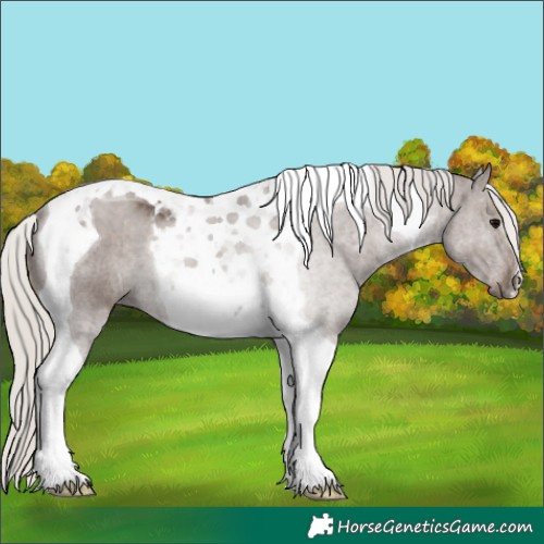 Horse Color:Silver Black Tobiano