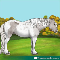 Horse Color:Silver Black Tobiano 