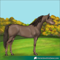 Horse Color:Liver Red Dun Rabicano 
