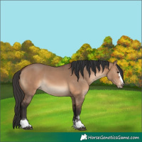 Horse Color:Brown Dun 
