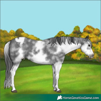 Horse Color:White Spotted Blue Roan Splash Frame Varnish 