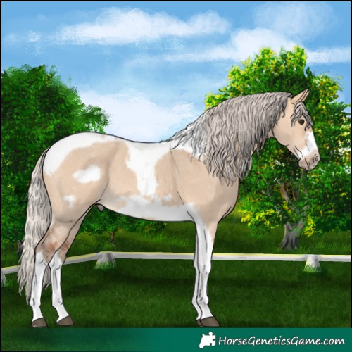 Horse Color:Silver Bay Dun Sabino Tobiano Frame Rabicano