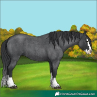 Horse Color:Blue Roan Splash 