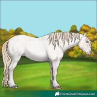 Horse Color:Smoky Creme Roan Dun 