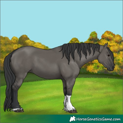 Horse Color:Grullo Tobiano