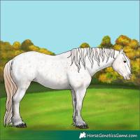 Horse Color:Bay Roan Dun Splash Appaloosa 
