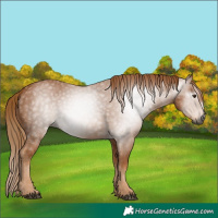 Horse Color:Gray Chestnut 