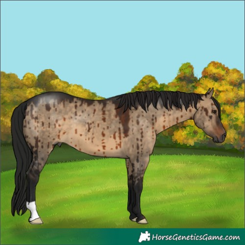 Horse Color:Gray Brown Dun Brindle