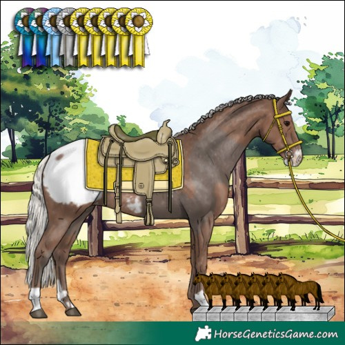 Horse Color:Silver Black Sabino Snowcap and Silver Black Snowcap Rabicano