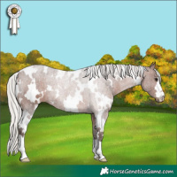Horse Color:White Spotted Silver Brown