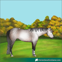 Horse Color:Gray Bay Tobiano