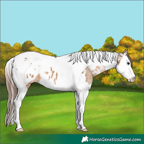 Horse Color:Bay Dun Splash Tobiano Near Leopard 