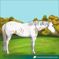 Horse Color:Bay Dun Splash Tobiano Near Leopard 