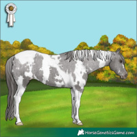 Horse Color:White Spotted Liver Chestnut Tobiano Appaloosa 