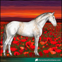 Horse Color:White Spotted Red Dun Rabicano and White Spotted Grullo Rabicano
